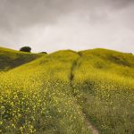 wildflower02