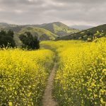 wildflower05