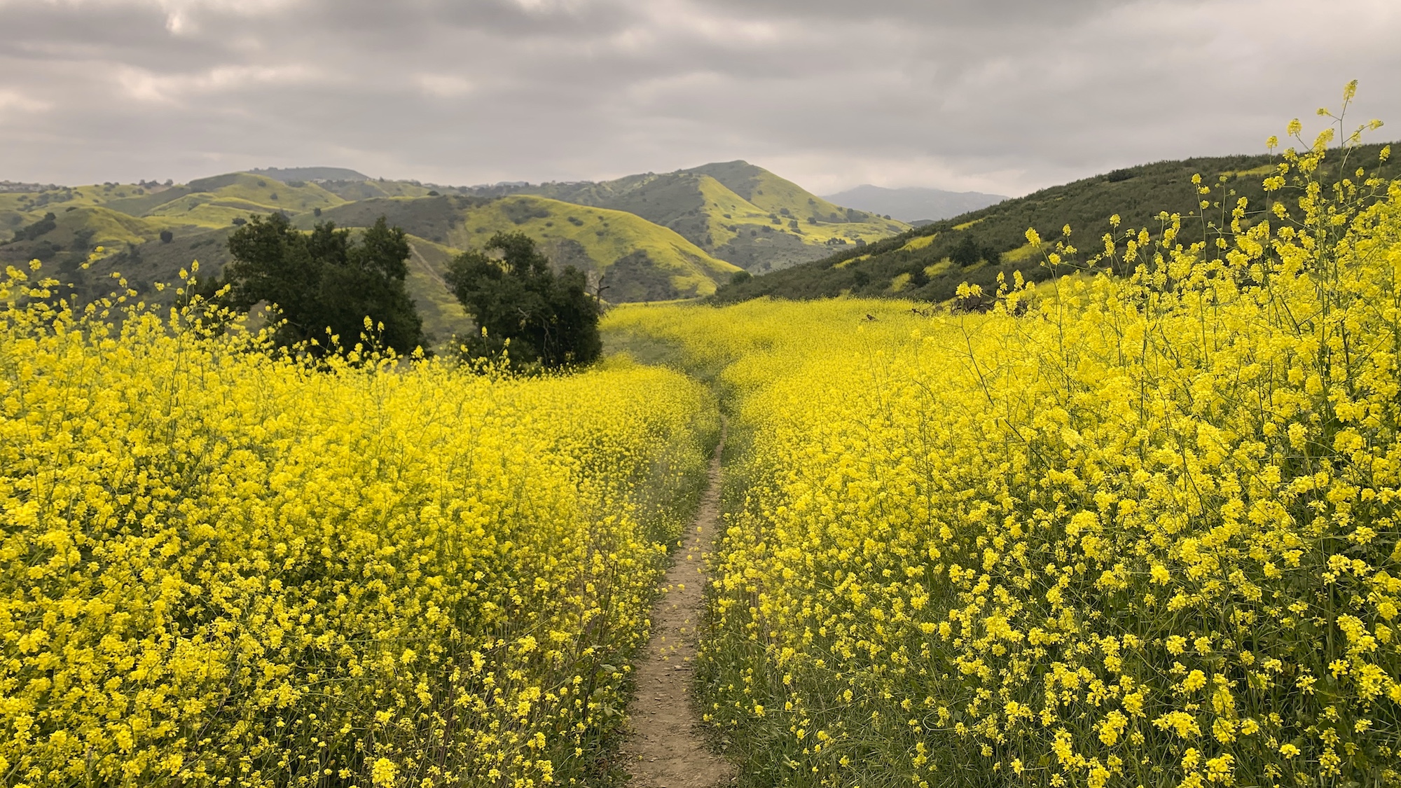 wildflowers and cellular signals