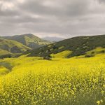 wildflower06