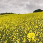 wildflower07