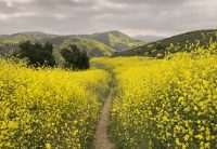 wildflowers and cellular signals